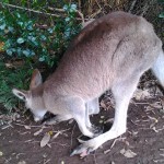 コアラ抱っこもカンガルーと触れ合いもできるカランビン動物園！（オーストラリア）